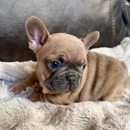 Papa Smurf - Fawn male French Bulldog puppy in Billings, Montana from Yellowstone Frenchies
