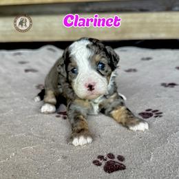 Clarinet - Blue merle female Bernedoodle puppy in Banner Elk, North Carolina from Walnut Tree Bernedoodles