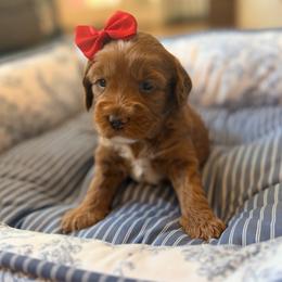 Jessie - Red female Australian Labradoodle puppy in Summerfield, North Carolina from Four Oaks Labradoodles