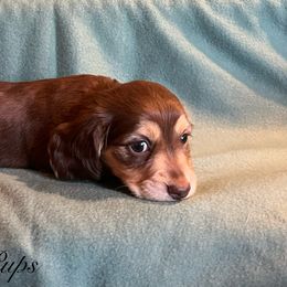 Girl 1 - Chocolate and cream female Dachshund puppy in Gardnerville, Nevada from Rockin MF Pups