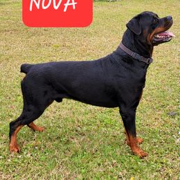Nova - Rottweiler