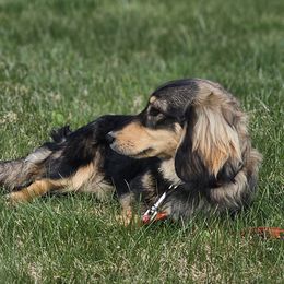 Soy Sauce - Dachshund