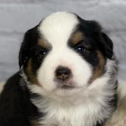 Miniature American Shepherds from Salt Meadow Minis