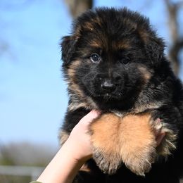 Marvin - German Shepherd puppy from Nuckol's Canines German Shepherds