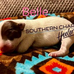Belle - Red speckled female Australian Cattle Dog puppy in Floyd, Virginia from Southern Charm Heelers