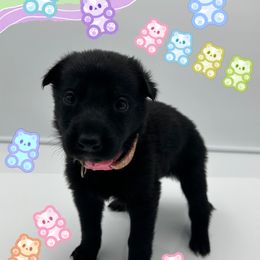 German Shepherd Puppies from Devon Rugerio's German Shepherds