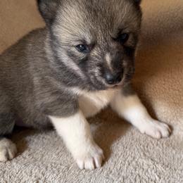 Claimed - Agouti and white female Siberian Husky puppy in Grant City, Missouri from Timberline Paws