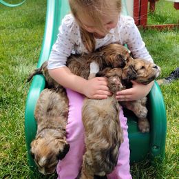 Cavapoo Puppies from Sophie's Puppy Den