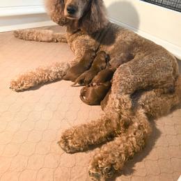 Boy 2 - Red male Irish Doodle puppy in Mesa, Arizona from Desert Doodles