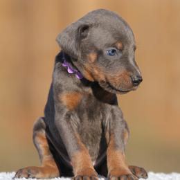 Blind Luck - Blue and rust female Doberman Pinscher puppy in Commerce, Texas from Elitehaus