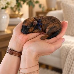 Henry - Brindle male Poodle puppy in Aurora, Oregon from Divine Poodles
