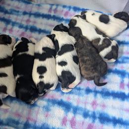 Sold - White male Lhasa Apso puppy in Greenville, South Carolina from Lots of Lhasa Love
