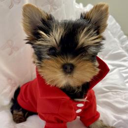 Teddy - Black and gold male Yorkshire Terrier puppy in New York from Yorkies Boutique