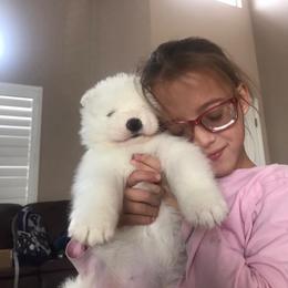 Samoyed Puppies from Saratoga Samoyeds