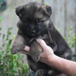 Brown collar male - Black and red male German Shepherd puppy in Marianna, Florida from Haus M Godwin