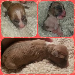 American Pit Bull Terrier Puppies from Kaotic APBTs