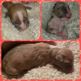 American Pit Bull Terrier Puppies from Kaotic APBTs