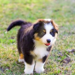 Wishbone - Black tri-color male Australian Shepherd puppy in Belton, Texas from Brilliant Beautiful Australian Shepherds