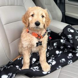 Aussiedoodle and Goldendoodle Puppies from Gray Doodles