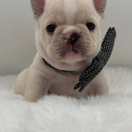 Dreamer - Cream male French Bulldog puppy in Largo, Florida from Big Daddy Frenchies