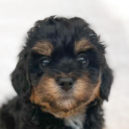 Bernedoodles, Cockapoos, and Double Doodles from Bluegrass Doodle Buddies