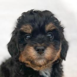 Bernedoodles, Cockapoos, and Double Doodles from Bluegrass Doodle Buddies