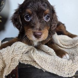 Aussiedoodle Puppies from The Cuddly Dood Ranch
