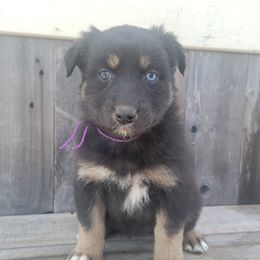 Girl 1 purple - Australian Shepherd puppy in Grants Pass, Oregon from Kehlani Kai Aussies