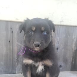 Girl 1 purple - Australian Shepherd puppy in Grants Pass, Oregon from Kehlani Kai Aussies