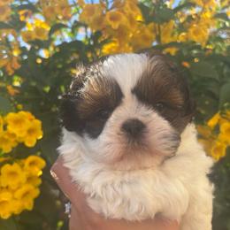AKC Male- Koda - Tricolor male Shih Tzu puppy in Avondale, Arizona from Riley Family Shih Tzus
