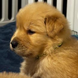 Rudolph - Golden male Golden Retriever puppy in Indiana County, Pennsylvania from Liberty's Legacy Goldens