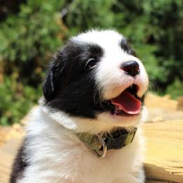 Border Collie Puppies from Team Reeves Ranch