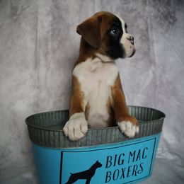 Boxer Puppies from Big Mac Boxers