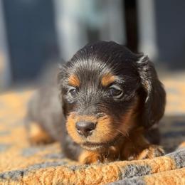 Orange Collar Longhair - Black and tan male Dachshund puppy in Cottonwood, California from Circle C Farm