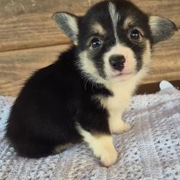 Savannah - Black and white female American Corgi puppy in Checotah, Oklahoma from Skoal Creek Corgi's