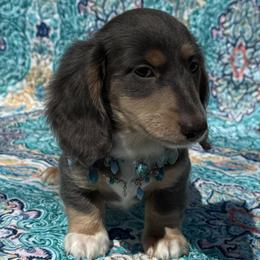 Petey - Gray (blue) and cream male Dachshund puppy in Lincoln, Arkansas from Red Dirt Dachshunds