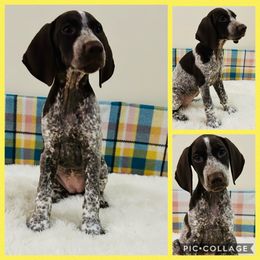 Yellow - Liver female German Shorthaired Pointer puppy in Arkadelphia, Arkansas from Concordia