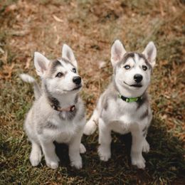 Siberian Husky Puppies from Husky Love and Pups
