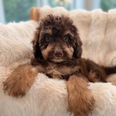 Maple - Red phantom female Aussiedoodle puppy in North Royalton, Ohio from Johnson's Doodles