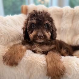 Maple - Red phantom female Aussiedoodle puppy in North Royalton, Ohio from Johnson's Doodles