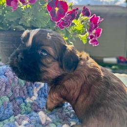 Barney - Brindle and white male Cavatzu puppy in Saint Paul, Minnesota from Amy’s Puppy Tzu