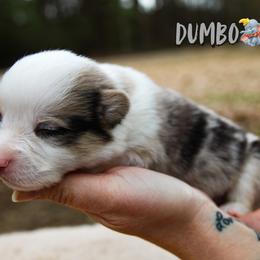 Dumbo - Blue merle and white male American Corgi puppy in Star City, Arkansas from T4 Farms