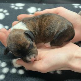 Purple - Piebald female Dachshund puppy in Saint Albans, Maine from Australian Cattle Cuties and littles