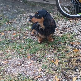 Dachshund Puppies from Miami piebald Dapple Dachshunds