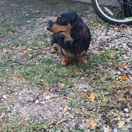 Dachshund Puppies from Miami piebald Dapple Dachshunds