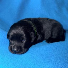 Green Collar - Black male Labrador Retriever puppy in Port Saint Lucie, Florida from Fleeher Labradors