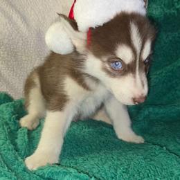 Jolly - Black tan and white male Siberian Husky puppy in Kansas City, Missouri from Anuun's Huskies