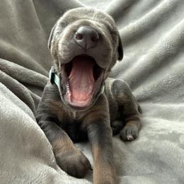 Doberman Pinscher Puppies from Haus of Hound