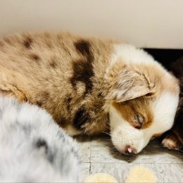 Sands - Red merle female Miniature Australian Shepherd puppy in Hempstead, Texas from Young Gun Aussies
