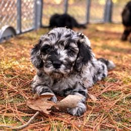 Patsy - Merle female Cockapoo puppy in Ellaville Ga, Georgia from Lakeside Cockapoos